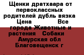 Щенки дратхаара от первоклассных  родителей(дубль вязка) › Цена ­ 22 000 - Все города Животные и растения » Собаки   . Амурская обл.,Благовещенск г.